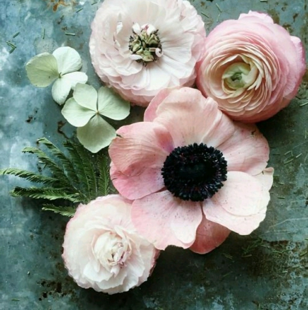 Meet your Posher, Xochitl